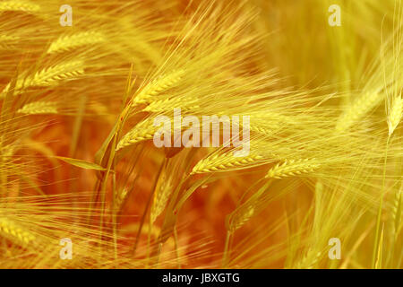 Foto di una macro di un meraviglioso campo di segale in una giornata di sole Foto Stock