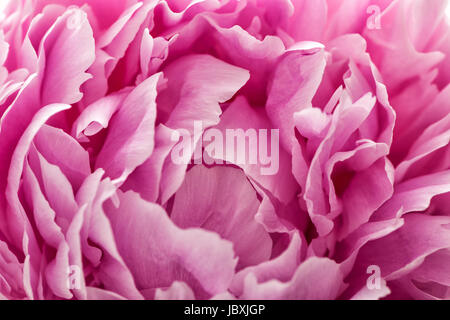 In prossimità di una peonia petali di rosa Foto Stock