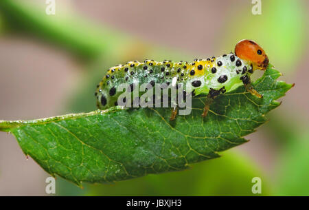 Macro di un bruco mangia una foglia. Foto Stock