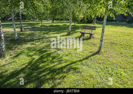 Fatti a mano vecchia panca di legno in piedi su un prato nei pressi di betulle bianche nel parco o giardino. Foto Stock
