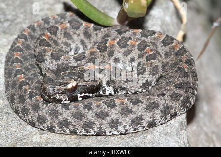 Dusky Rattlesnake Nana (Sistrurus miliarius barbouri) avvolto per colpire Foto Stock