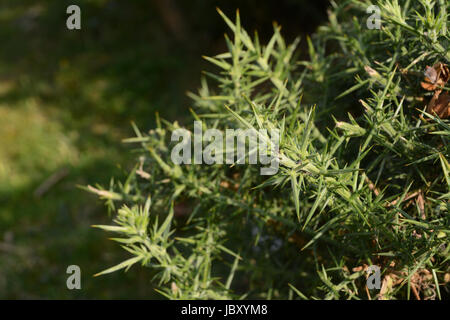 Ant camminare tra le spine spinoso di ginestre bush Foto Stock