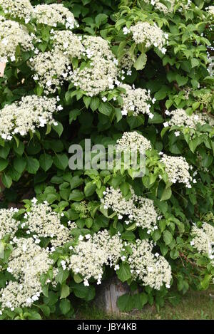 Climbing hydrangea in giardino Foto Stock