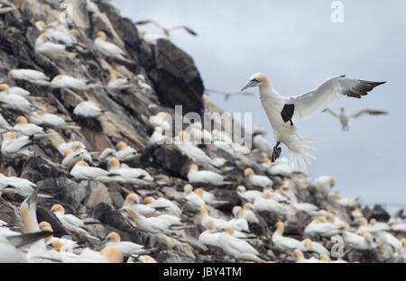 Gannett arrivando in terra di gannett colony a Bass Rock Foto Stock