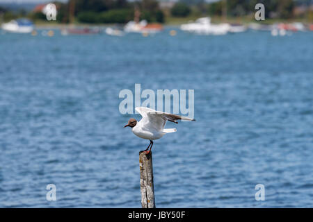 A testa nera (gabbiano Chroicocephalus ridibundus) in atterraggio con ali disteso su un post, Bosham, porto di Chichester, West Sussex, Sud Inghilterra, Regno Unito Foto Stock