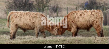 Highland bestiame al RSPB Saltholme Foto Stock