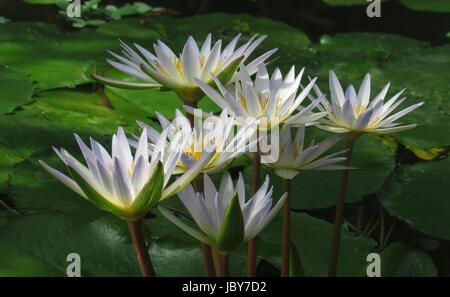 Nymphaea X daubenyana Foto Stock