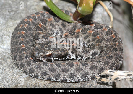 Dusky Rattlesnake Nana (Sistrurus miliarius barbouri) avvolto per colpire Foto Stock