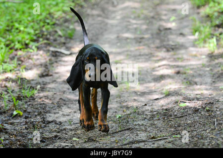 Nero e marrone coonhound camminando su un sentiero nel bosco Foto Stock