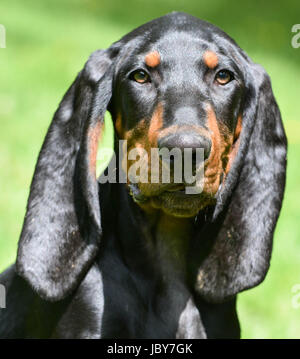 Nero e marrone coonhound ritratto all'aperto Foto Stock