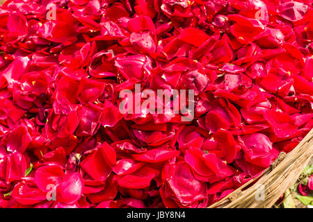 Cumuli di red rose petali di fiori sono venduti dai venditori sul mercato dei fiori giornaliera al di sotto di quella di Howrah bridge Foto Stock