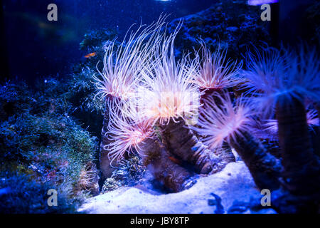 Bellissimi coralli vivi sul fondale. ottimo sfondo del mondo sottomarino Foto Stock