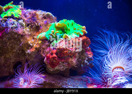 Bellissimi coralli vivi sul fondale. ottimo sfondo del mondo sottomarino Foto Stock