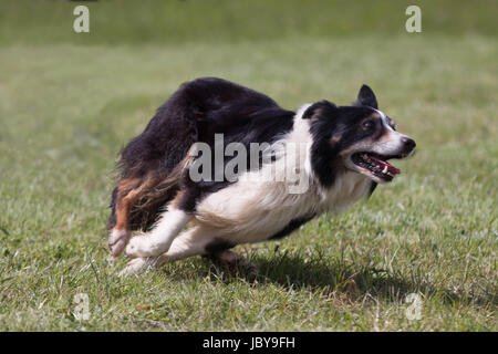 Cane di pecora (Border Collie) in esecuzione nel campo Foto Stock