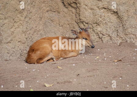 Rosso-fiancheggiata Duiker - Cephalophus rufilatus Foto Stock