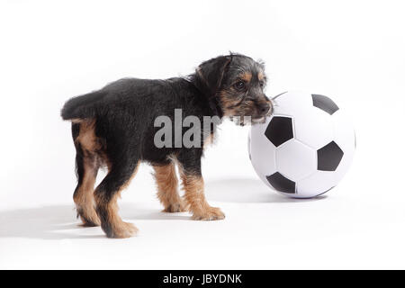 Puppy con il calcio di fronte a uno sfondo bianco Foto Stock