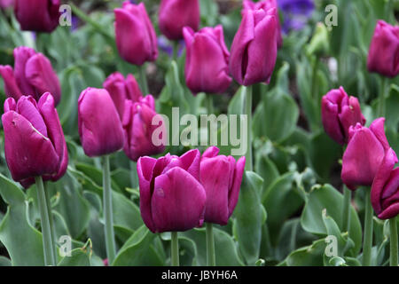 Violette Tulpen Foto Stock
