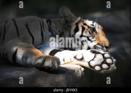 Un'immagine ravvicinata di una tigre del Bengala Foto Stock