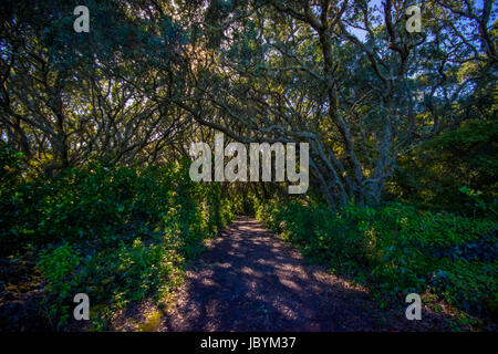 Bellissima via di passaggio per la montagna di origine vulcanica Rangitoto Island, in una giornata di sole perfetto per deportists. Foto Stock