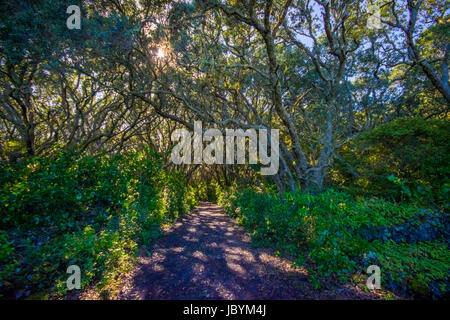 Bellissima via di passaggio per la montagna di origine vulcanica Rangitoto Island, in una giornata di sole perfetto per deportists. Foto Stock