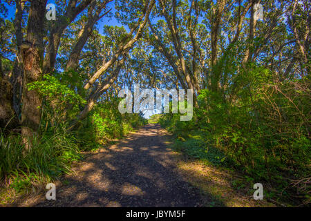 Bellissima via di passaggio per la montagna di origine vulcanica Rangitoto Island, in una giornata di sole perfetta per le escursioni. Foto Stock