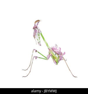 Colori vibranti tropicale insetto raptor mantis in atteggiamento di combattimento isolato su bianco Foto Stock