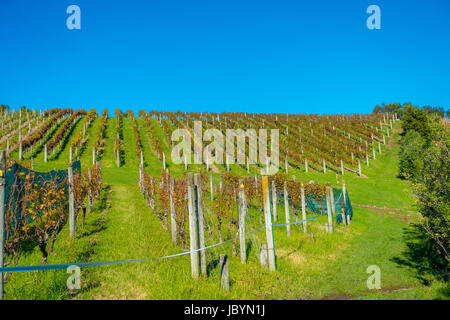 Vigneto verticale vista panoramica su Isola di Waiheke Auckland Nuova Zelanda in un bel cielo azzurro. Foto Stock