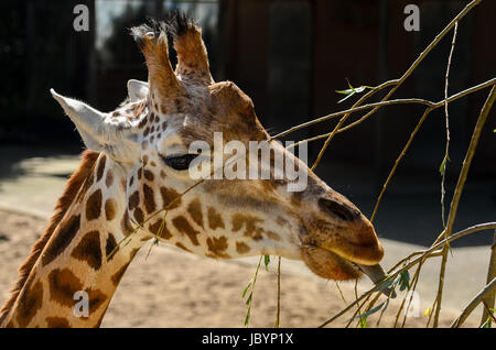 Molto carino il colpo di questo giraafe godendo di un rapido spuntino pomeridiano nel giardino zoologico Foto Stock