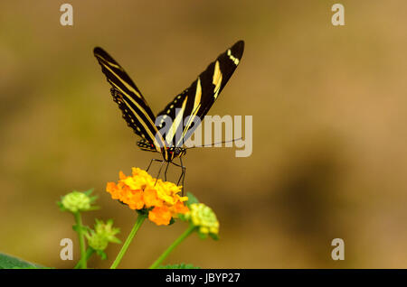 Bella striped buttefly pronto a prendere da fiore giallo Foto Stock