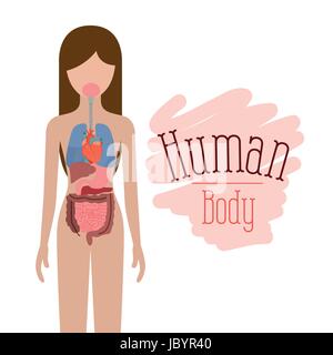 Silhouette colorato persona di sesso femminile con set di organi interni sistema del corpo umano Illustrazione Vettoriale