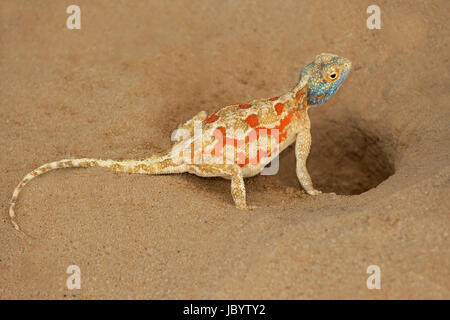 Massa femmina AGAMA SA (AGAMA SA aculeata) a nido scavano, deserto Kalahari, Sud Africa Foto Stock