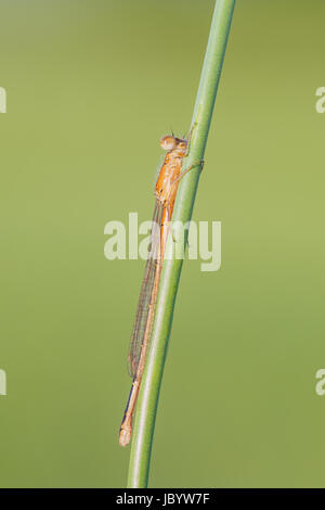 Una femmina Forktail Orientale (Ischnura verticalis) damselfly posatoi su un impianto di stelo. Foto Stock