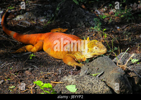 Land iguana a Charles Darwin Research Station sull isola di Santa Cruz, Galapagos National Park, Ecuador. È endemica delle Isole Galapagos. Foto Stock