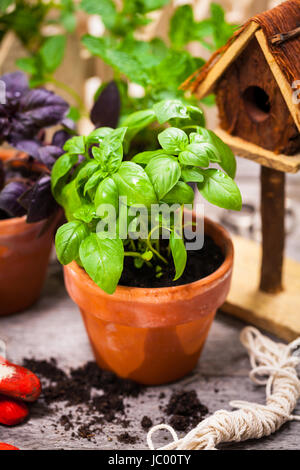 Erbette verdi piantando nella pentola con il suolo e gli attrezzi da giardino. Foto Stock