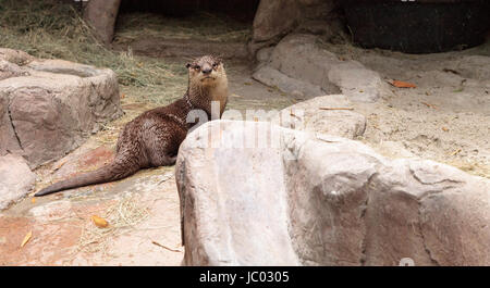 African Clawless Otter Aonyx capensis può essere trovato in Africa sub-sahariana Foto Stock