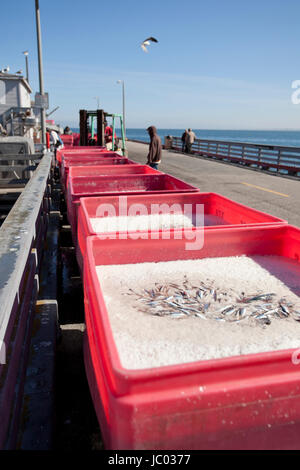 North American Pacific catture di aringhe in contenitori - Monterey, California USA Foto Stock