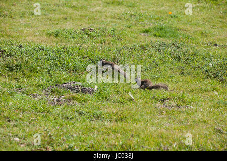 Una California scoiattolo di terra a caccia di un altro (Otospermophilus beecheyi) - California USA Foto Stock