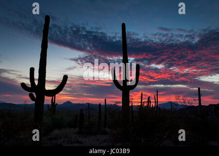 Cactus Saguaro (Carnegiea gigantea) silhouette contro il tramonto (paesaggio desertico) - Arizona USA Foto Stock