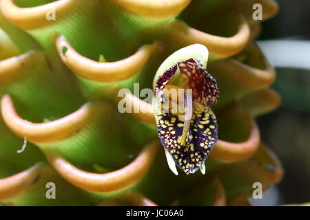 Close-up del fiore di zingiber spectabile o Golden Beehive ginger ha trovato nella giungla tropicale Foto Stock