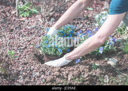 Primavera home giardinaggio, zappando terreno e piantare fiori. Prendersi cura di un nuovo nato piante e lavoro manuale nel giardino di casa.