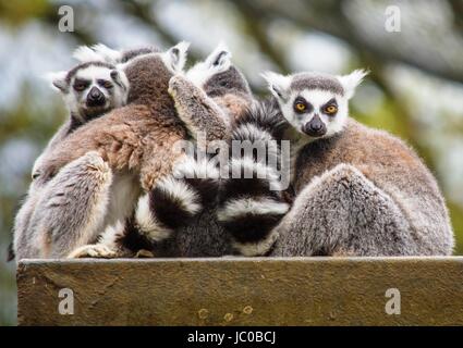 Anello-tailed lemuri in Madagascar Procedura dettagliata a Cotswold Wildlife Park a Burford, Oxfordshire, Regno Unito Foto Stock