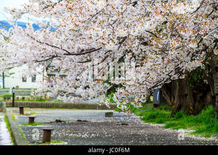 Kyoto, Giappone - 12 Aprile 2013: Sakura stagione in Kyoto, Giappone per adv o altri usi Foto Stock