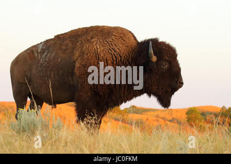 Un bisonte americano mettendo in pausa durante il sunrise nel badlands del North Dakota. Foto Stock