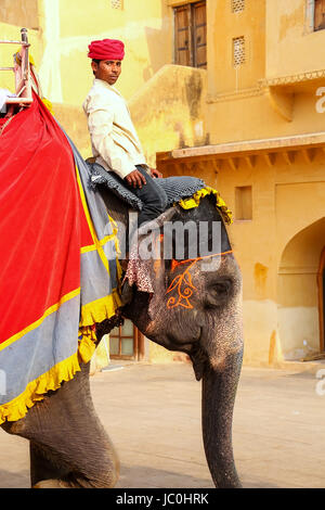 Mahout equitazione elefante decorata all'interno Jaleb Chowk (cortile principale) di Ambra Fort, Rajasthan, India. Corse di elefanti sono popolare attrazione turistica in Foto Stock