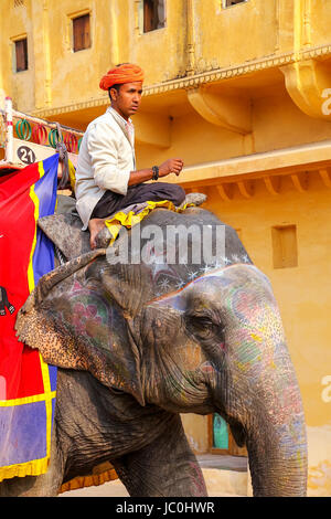 Mahout equitazione elefante decorata all'interno Jaleb Chowk (cortile principale) di Ambra Fort, Rajasthan, India. Corse di elefanti sono popolare attrazione turistica in Foto Stock