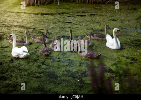 Due bellissimi cigni bianchi cygnets protezione durante il nuoto sul lago Foto Stock