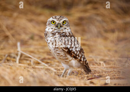 Scavando la civetta (Athene cunicularia) in piedi sul suolo, Huacachina, Perù Foto Stock