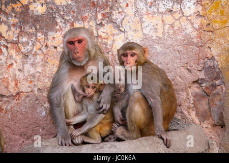 Famiglia di macachi Rhesus (macaca mulatta) seduta a Jaipur, India. Jaipur è il capitale e la più grande città dello stato indiano del Rajasthan. Foto Stock