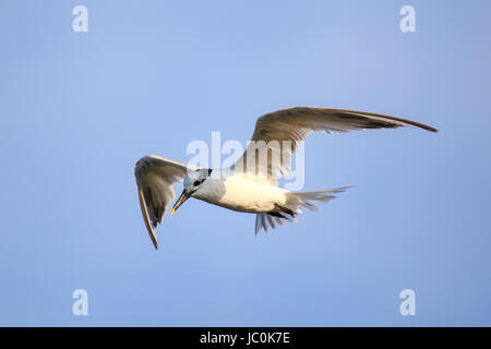 Sandwich Tern (Thalasseus sandvicensis) volare al di sopra della Baia di Paracas, Perù. Paracas baia è ben noto per la sua abbondante fauna selvatica. Foto Stock