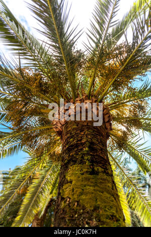 Bella vista sulla parte superiore del palm elevata da terra al giorno di sole Foto Stock